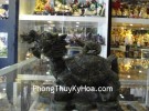 Rùa đầu rồng Lam Ngọc H064