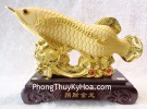Cá Kim long vàng kim phát tài K096M