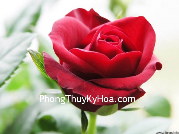 H%C3%ACnh-%E1%BA%A3nh-hoa-h%E1%BB%93ng-nhung-%C4%91%E1%BA%B9p-402.jpg