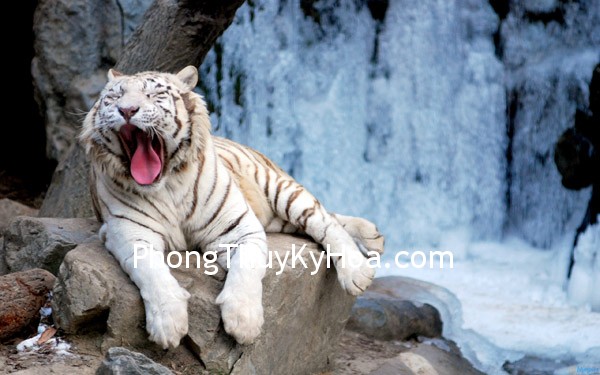 yawning tiger sitting on rock 2560x1600 Cẩn thận với những biểu tượng